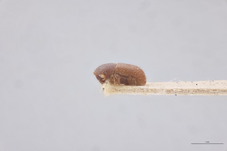 Coccotrypes robustus St L.jpg