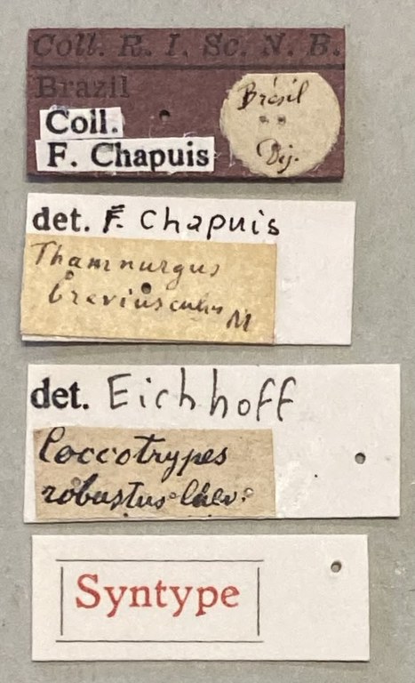 Coccotrypes robustus St Labels.jpeg