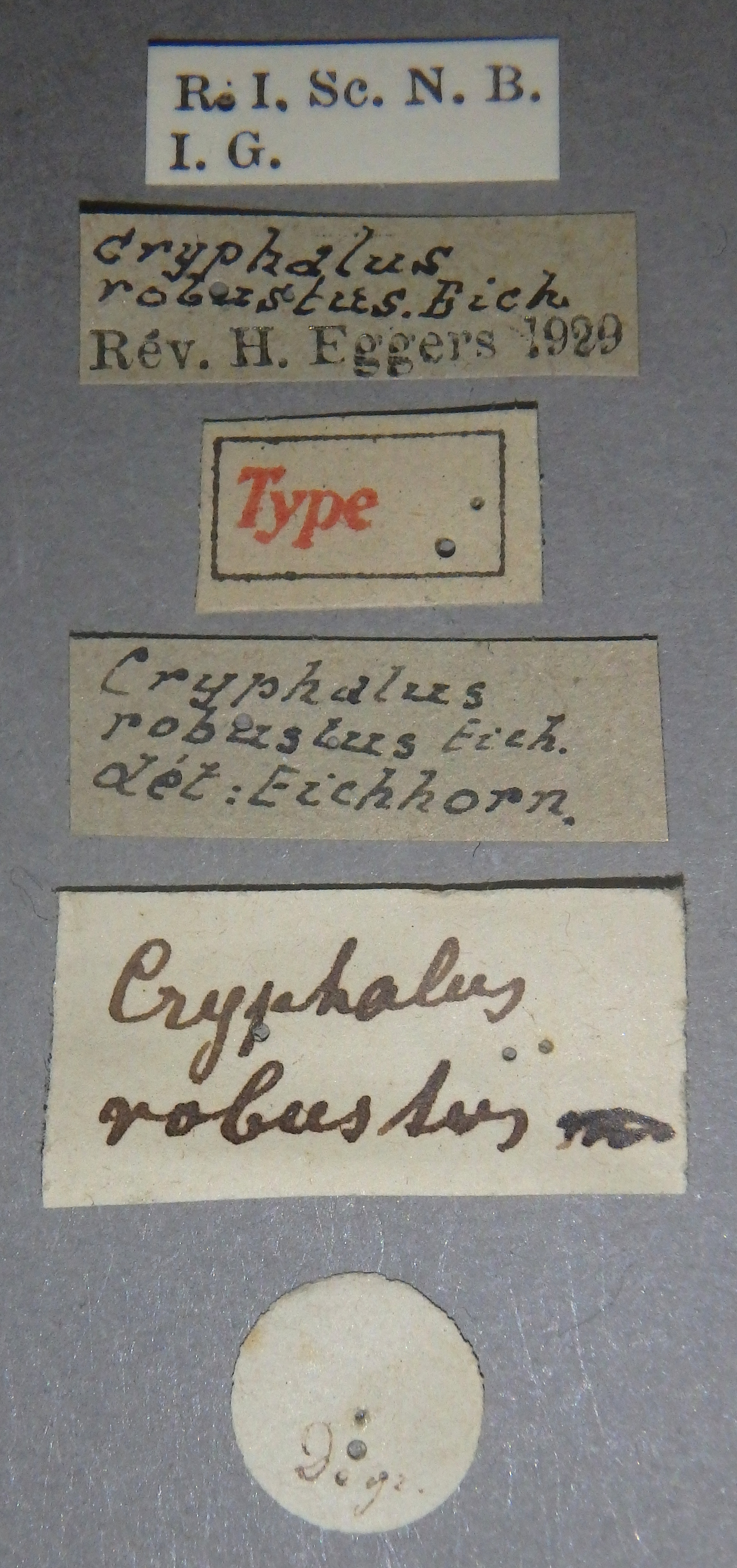 Cryphalus robustus t Lb.jpg