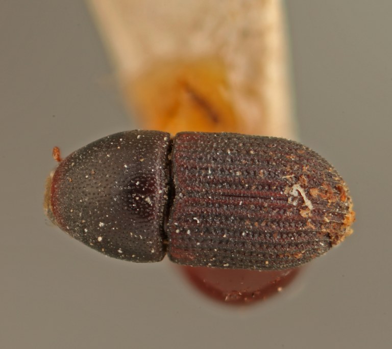 Loganius flavicornis dorsal.jpg