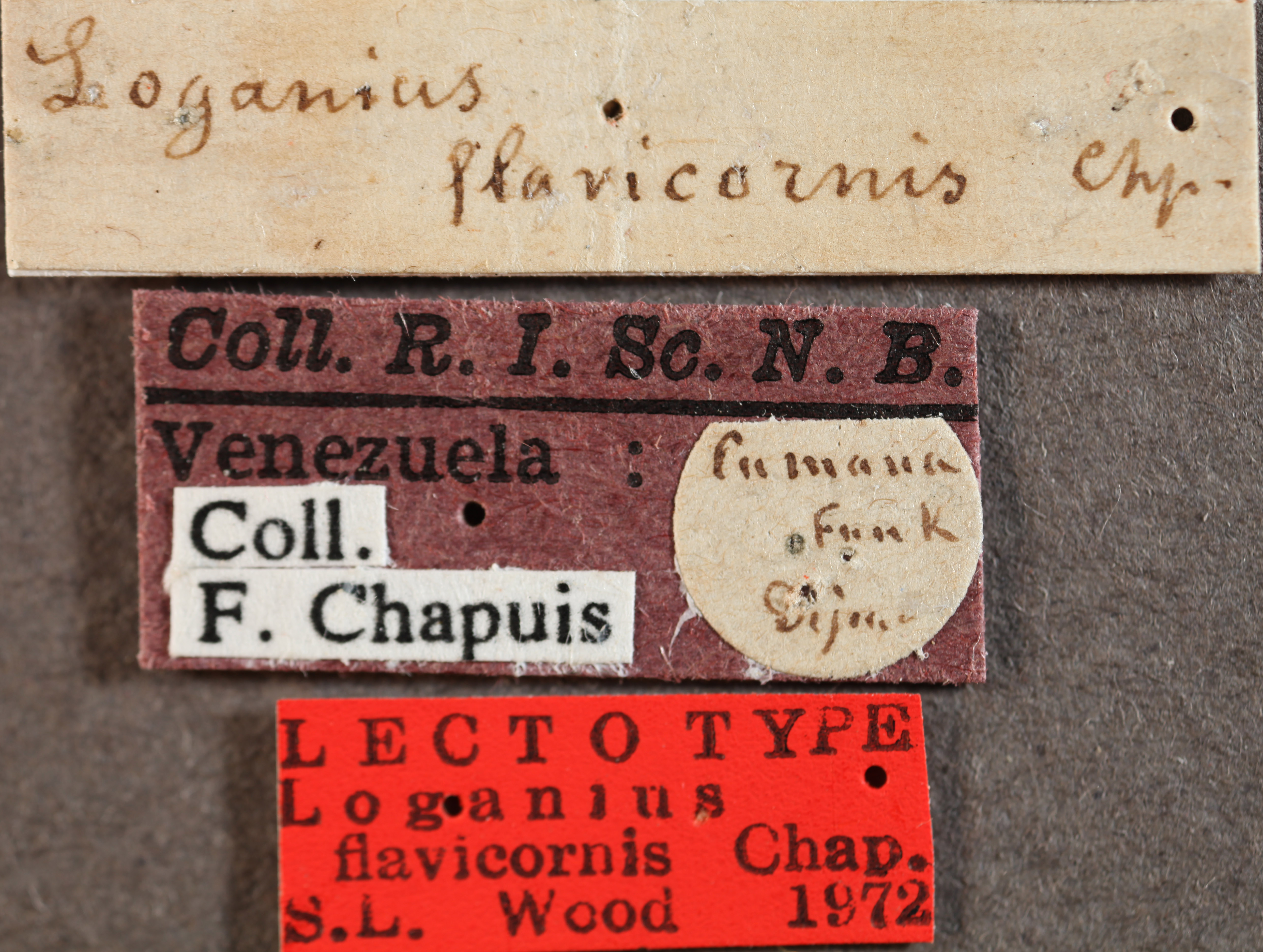 Loganius flavicornis labels.jpg