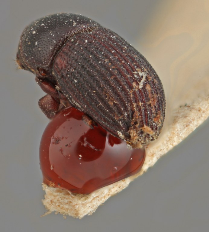 Loganius flavicornis posterior.jpg