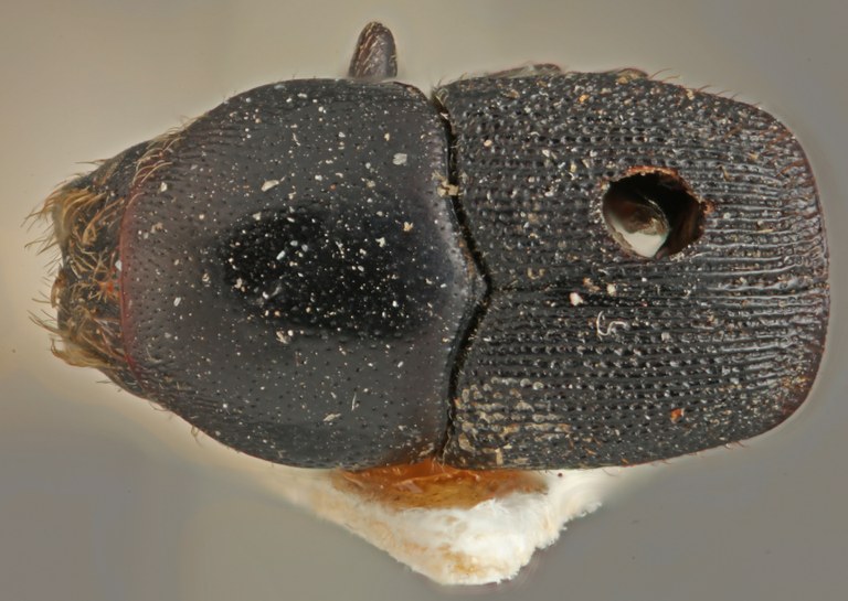 Scolytus costellatus dorsal.jpg