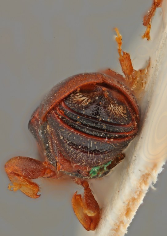 Scolytus dahuricus posterior.jpg
