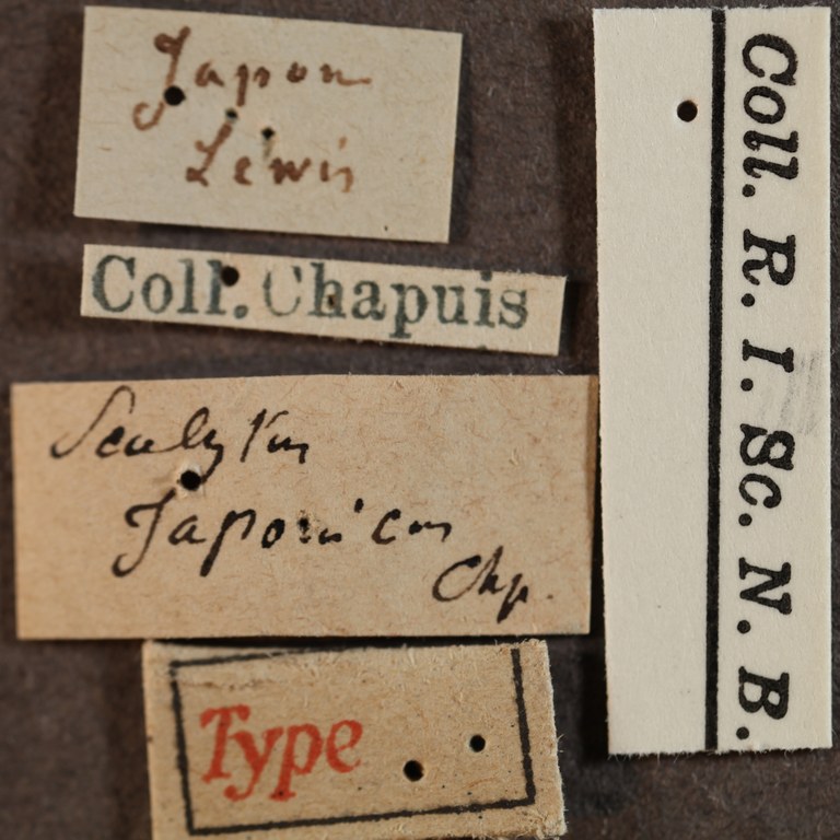Scolytus japonicus labels.jpg