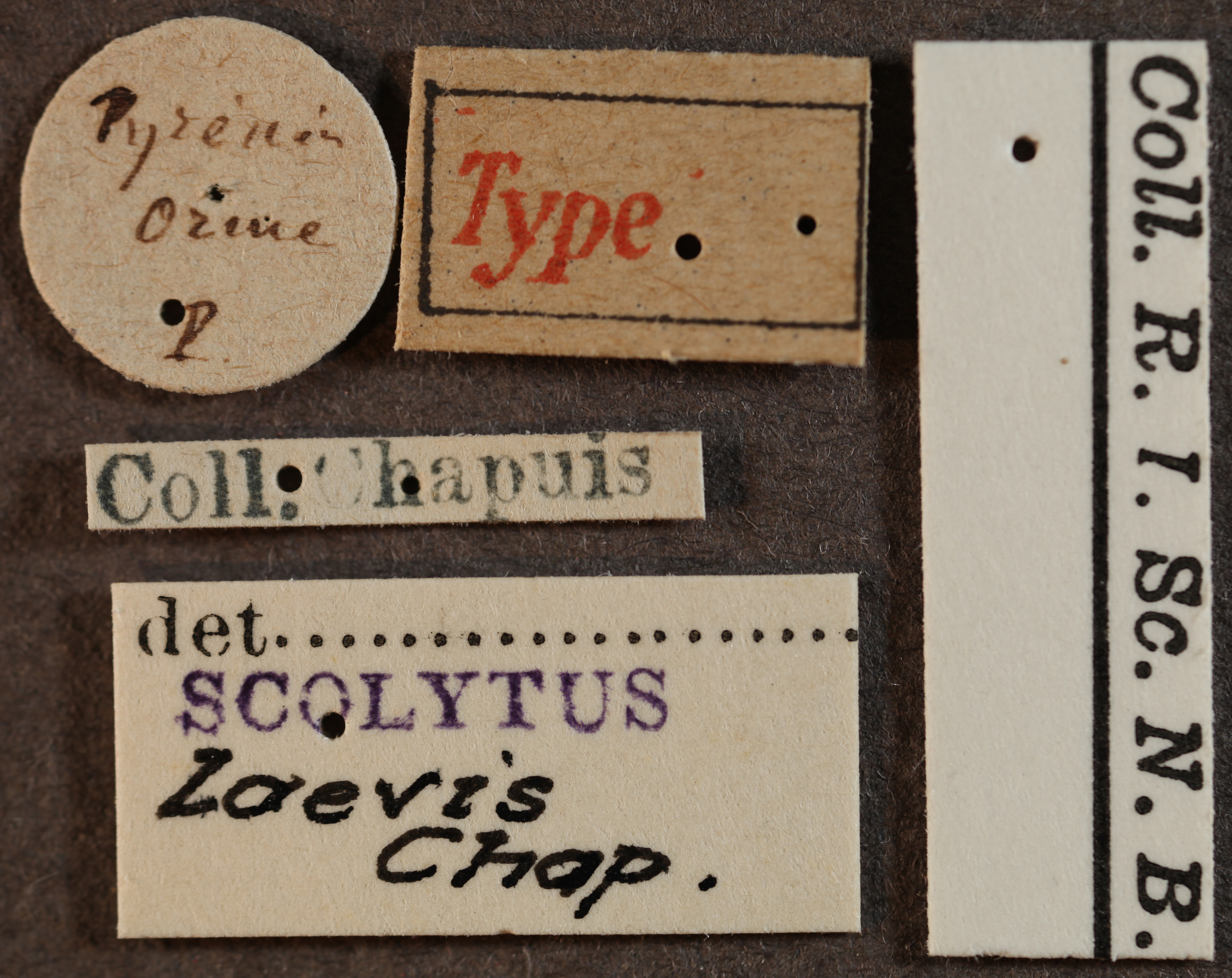 Scolytus laevis labels.jpg