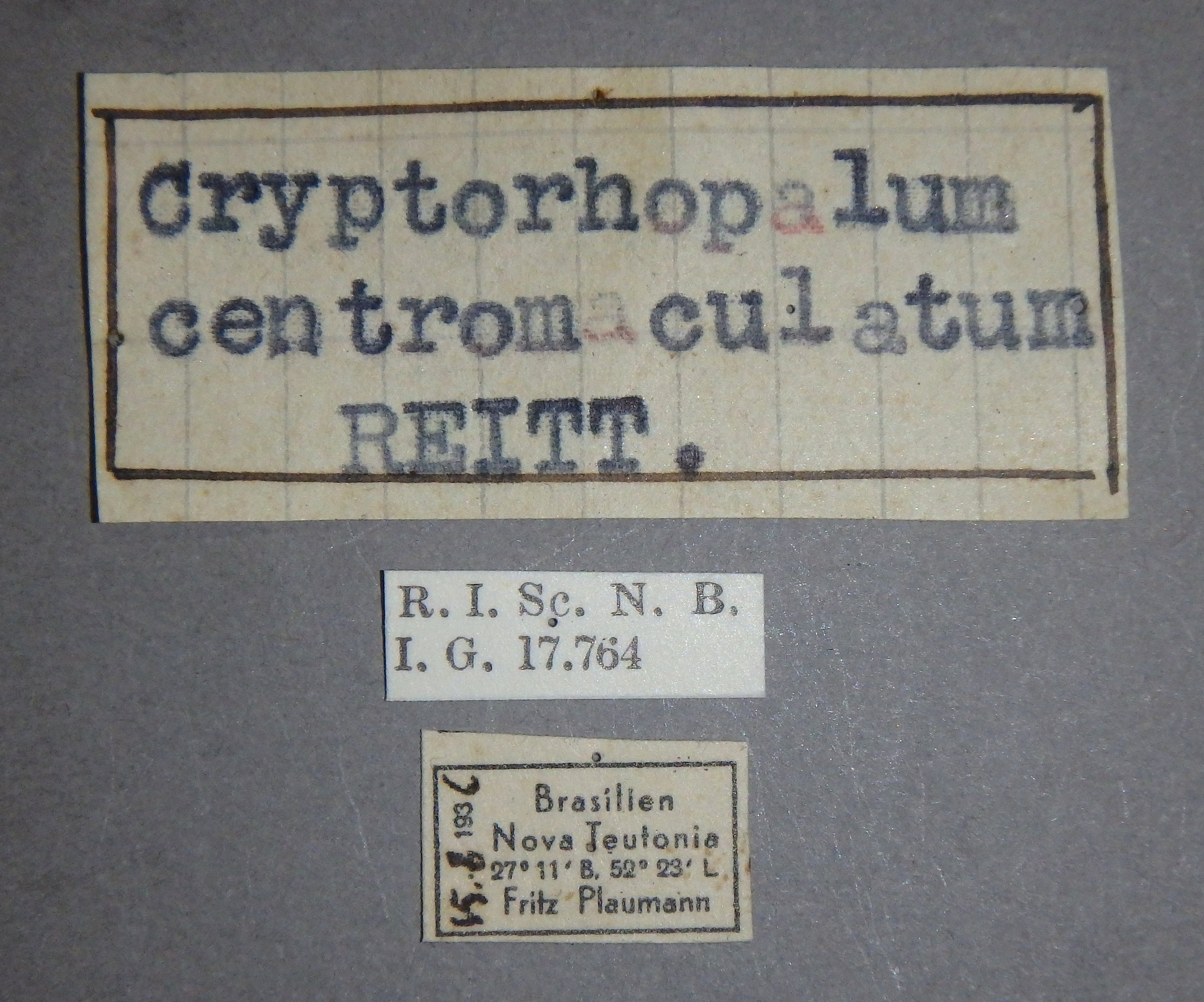 Cryptorhopalum centromaculatum nt Lb.jpg