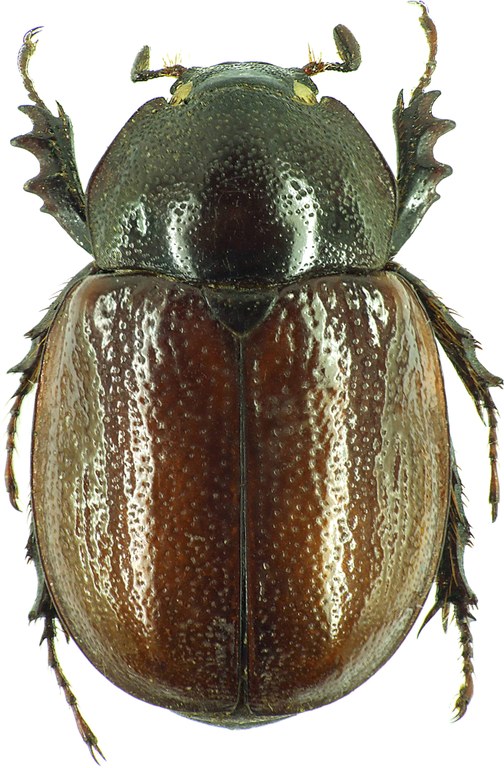 Aegopsis curvicornis 30150cz55.jpg