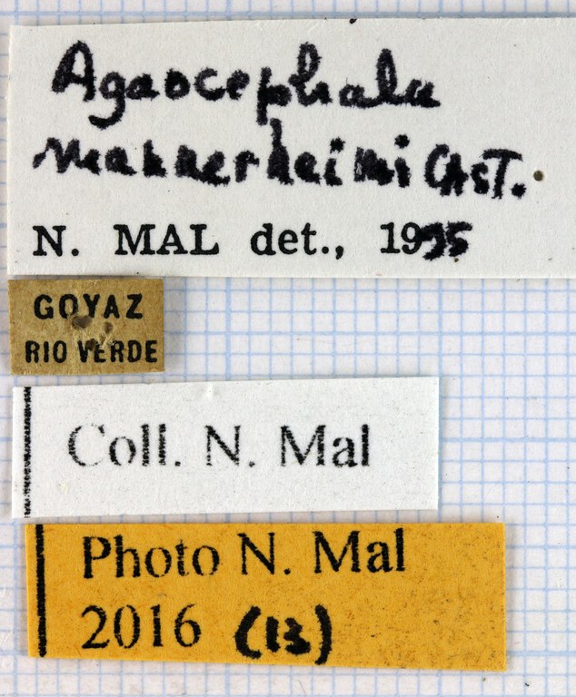 Agaocephala mannerheimi label 66657.jpg