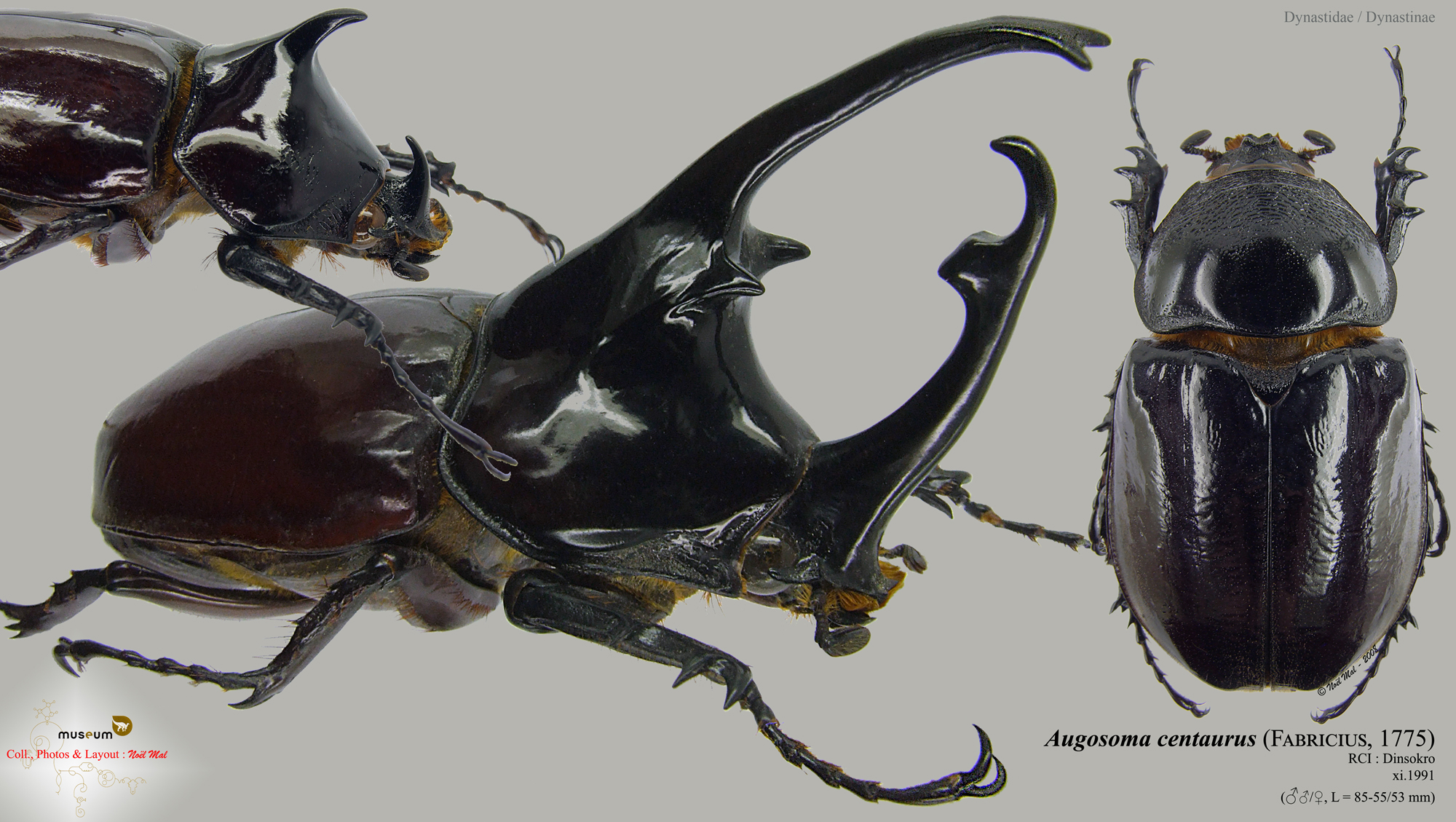 Augosoma centaurus.jpg