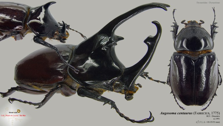 Augosoma centaurus.jpg