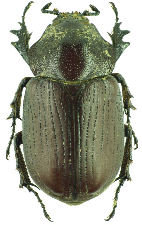 Coelosis (Eucoelosis) biloba 30952cz55.jpg