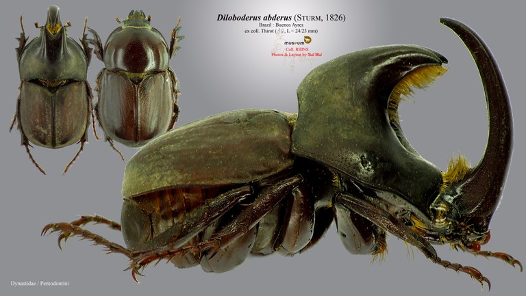 Diloboderus abderus.jpg