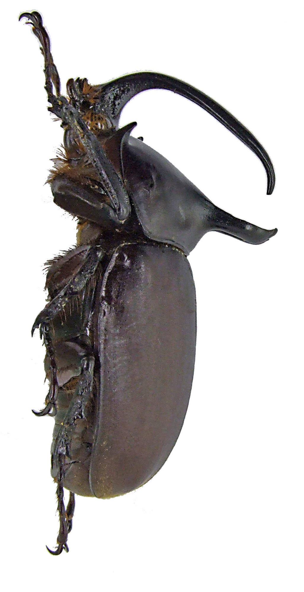 Eupatorus birmanicus 1671.jpg