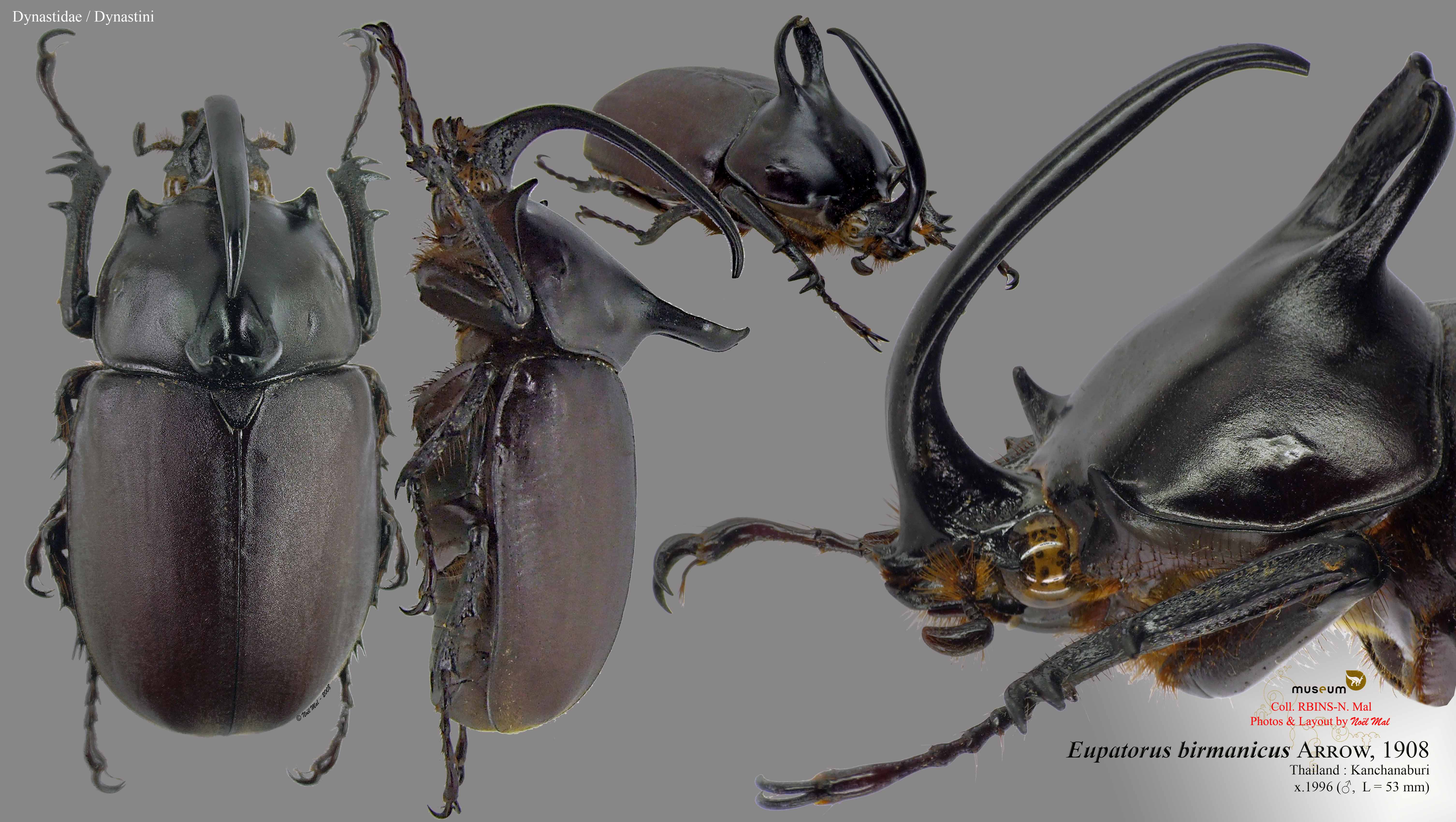 Eupatorus birmanicus.jpg