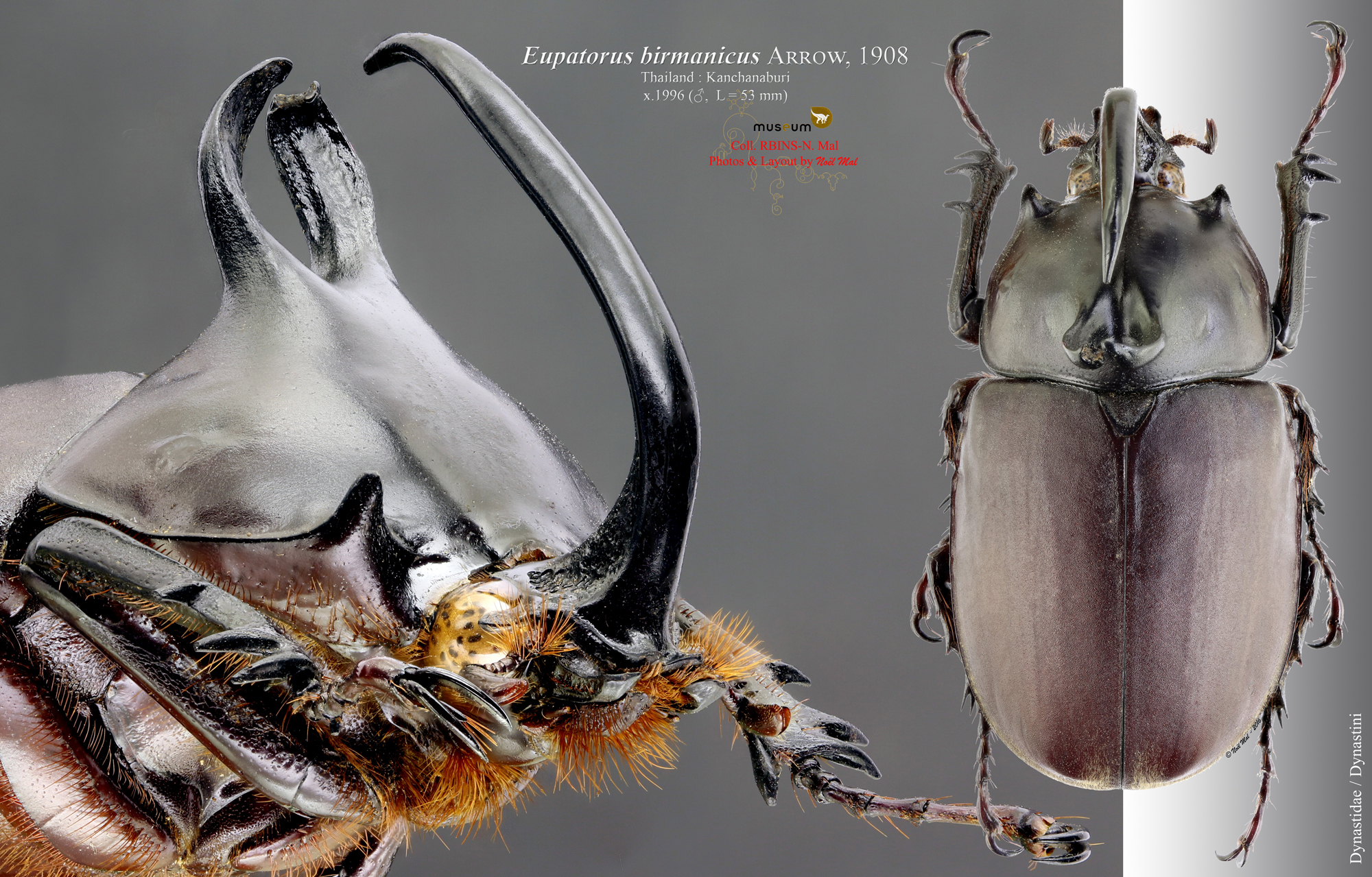 Eupatorus birmanicus Pl2 2.jpg