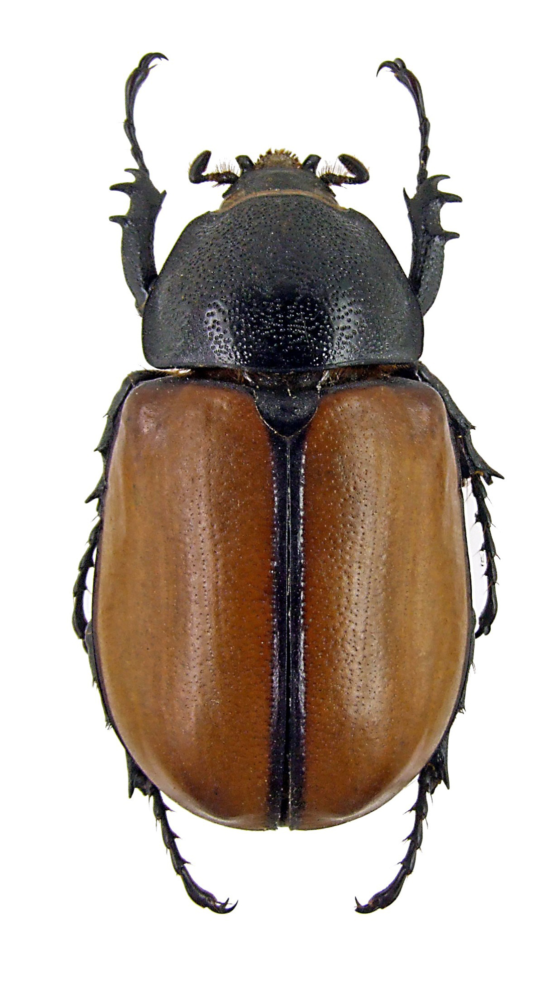 Eupatorus gracilicornis gracilicornis 230005.jpg