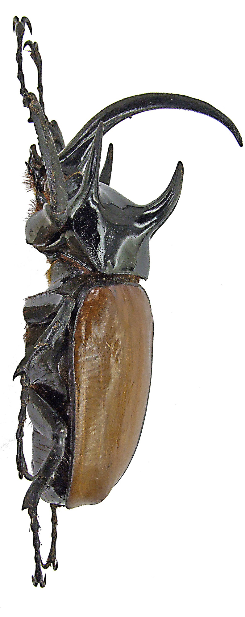 Eupatorus gracilicornis gracilicornis 1707.jpg