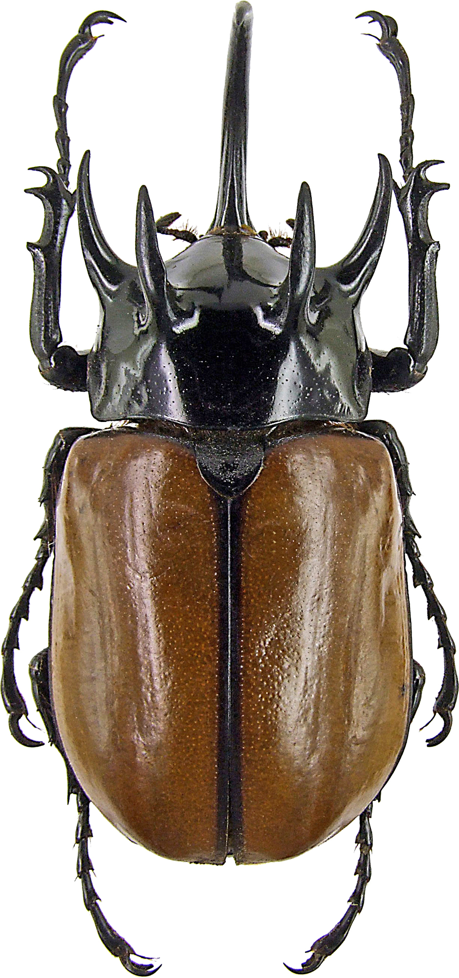 Eupatorus gracilicornis gracilicornis 230003.jpg
