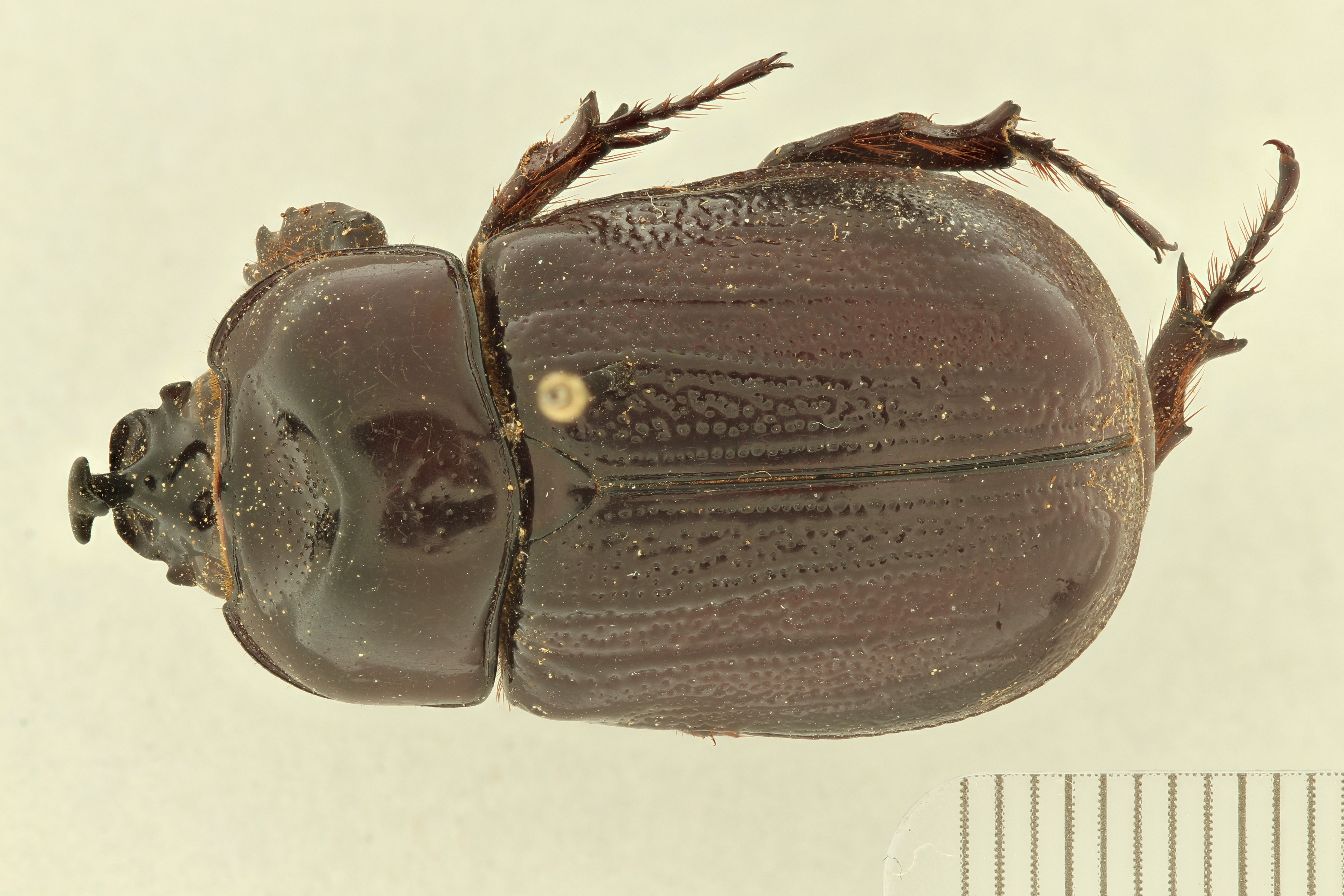 Hoploryctoderus tridens M ht D