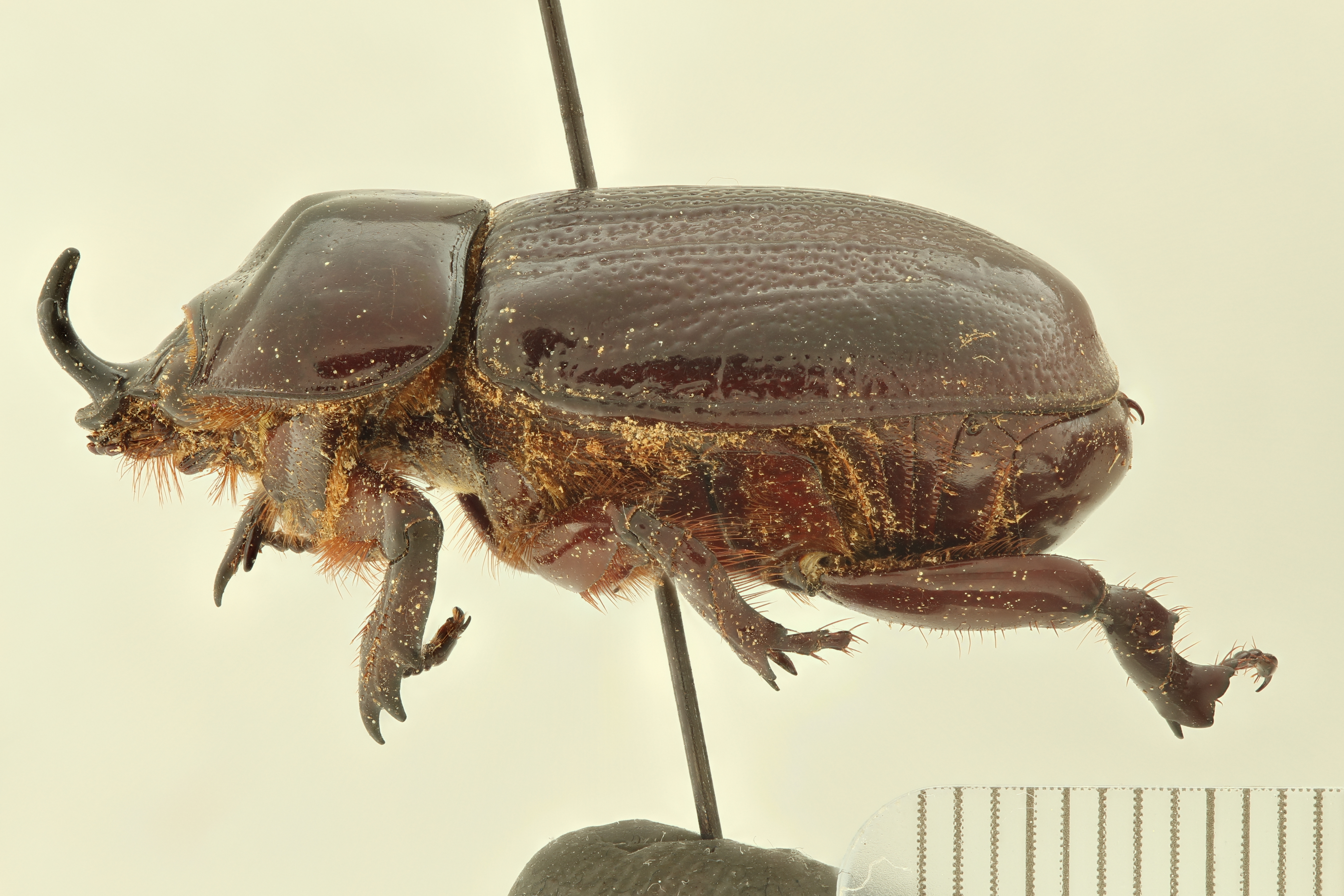 Hoploryctoderus tridens M ht L