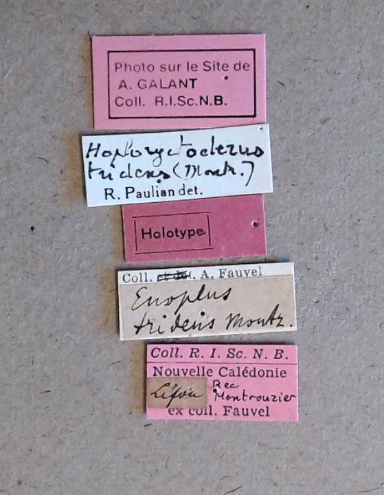 Hoploryctoderus tridens M ht Labels