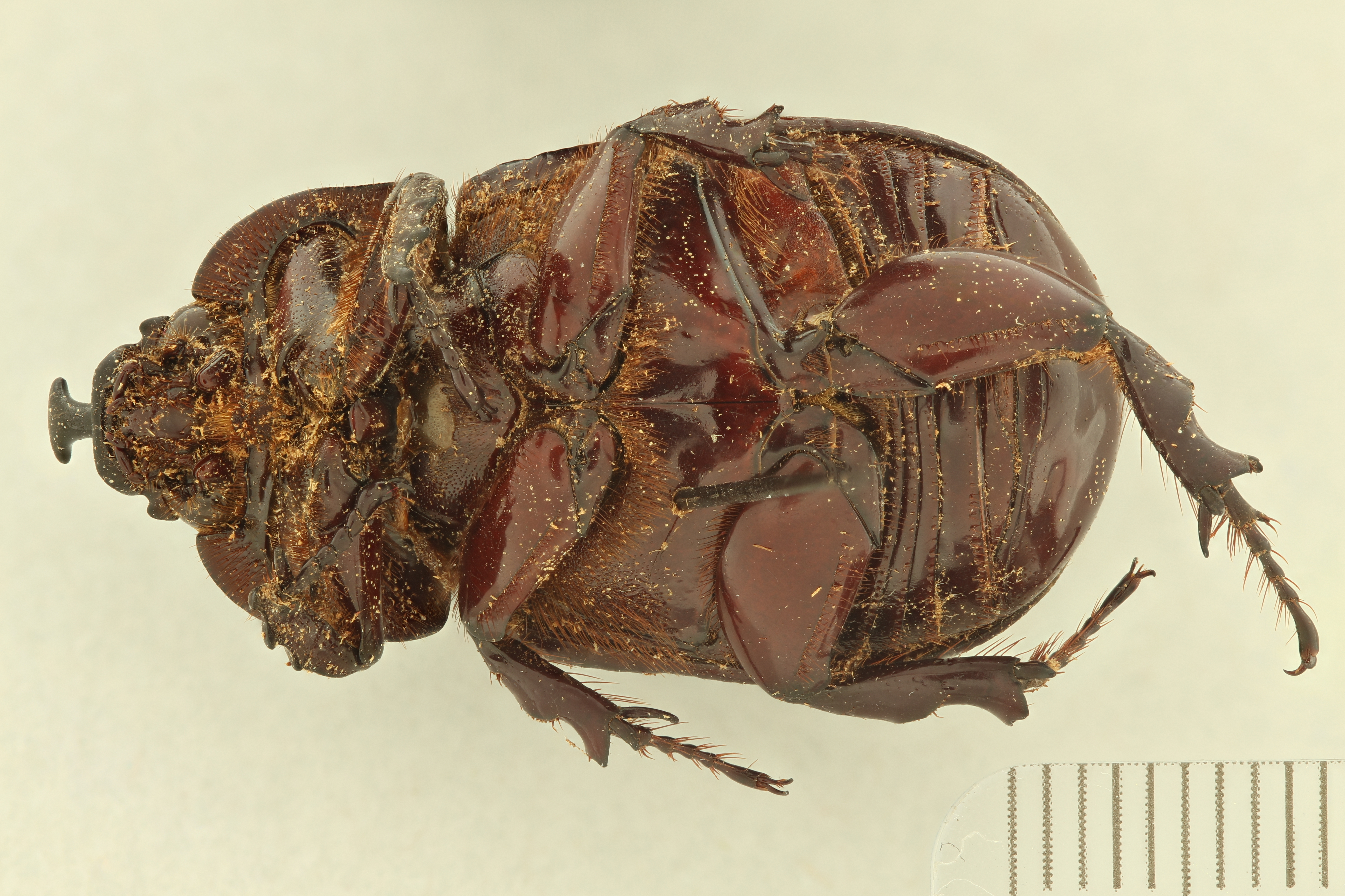 Hoploryctoderus tridens M ht V