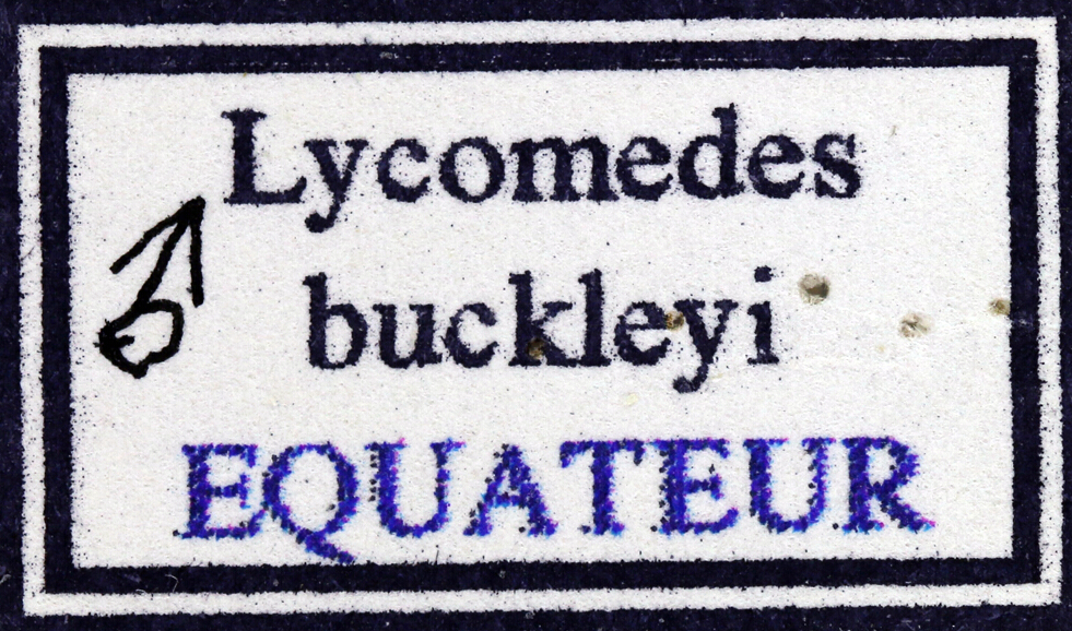 Lycomedes buckleyi label 66739.jpg