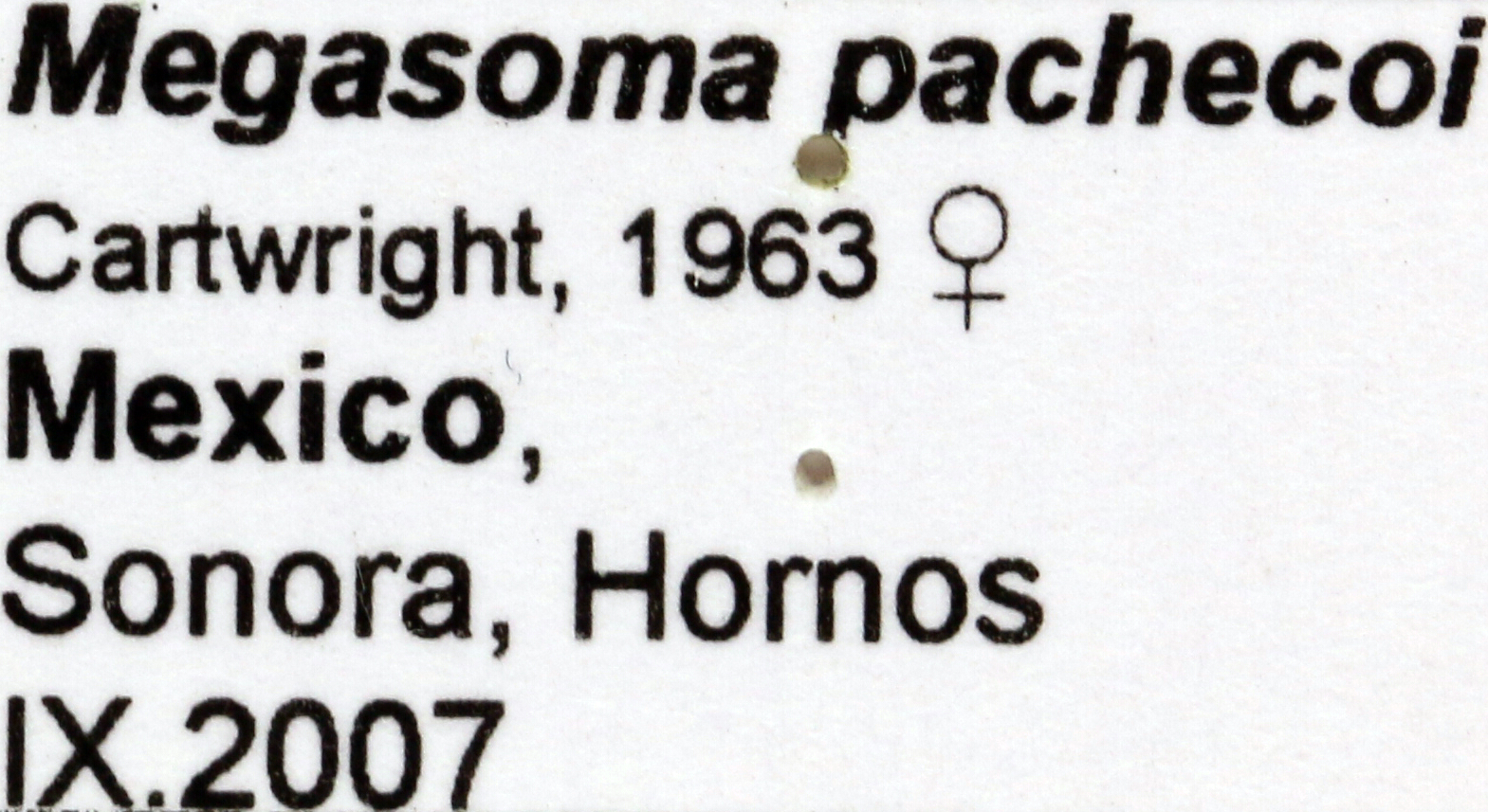 Megasoma pachecoi label 67673.jpg