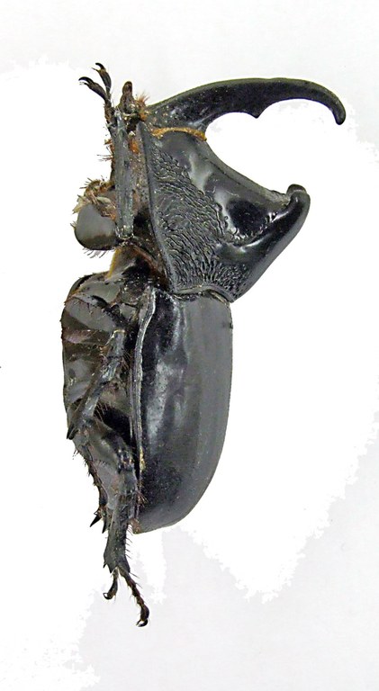 Trichogomphus lunicollis 1616.jpg
