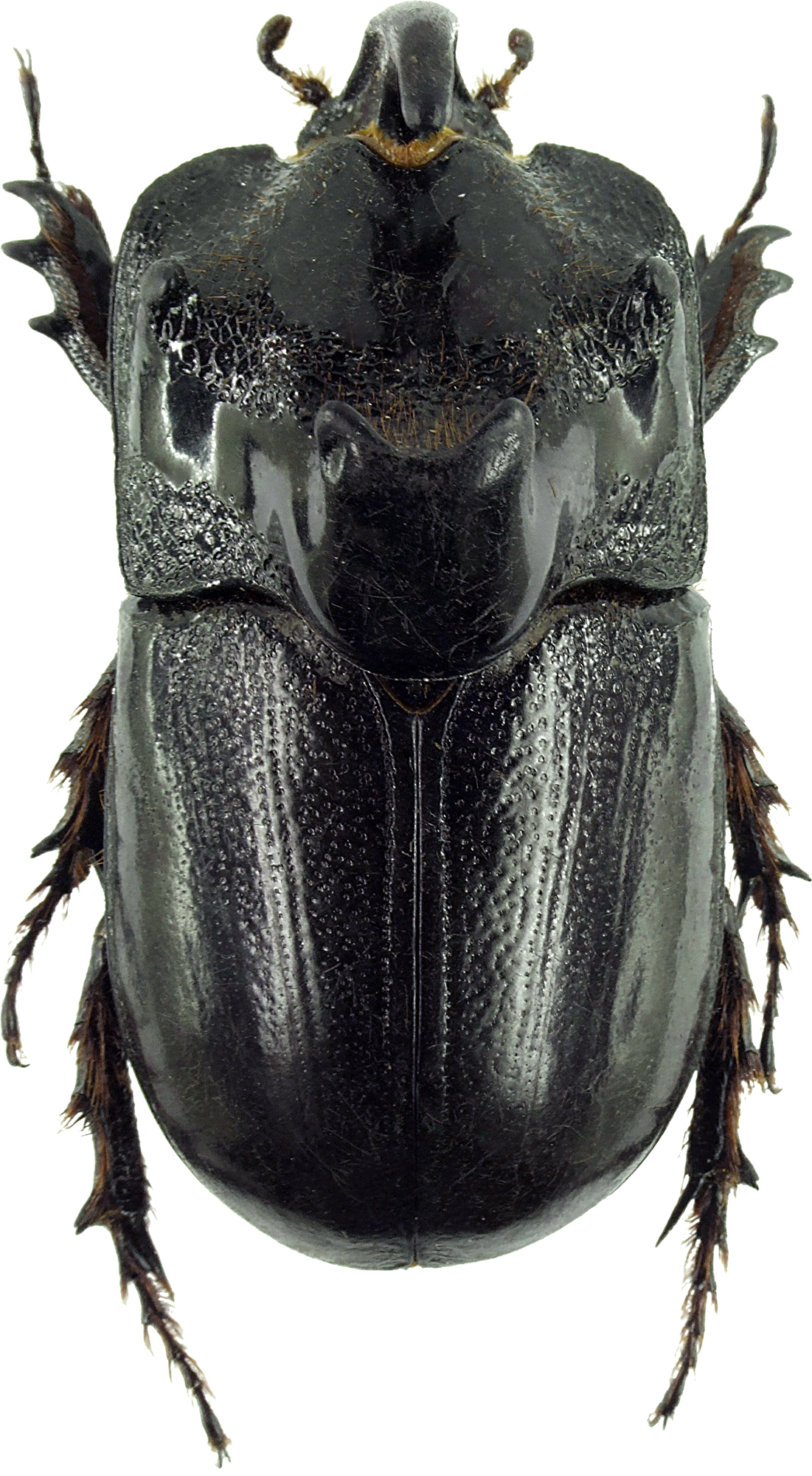Trichogomphus martabani 31263cz67.jpg