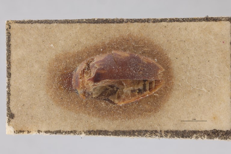Laccophilus chelinus F Pt D.jpg