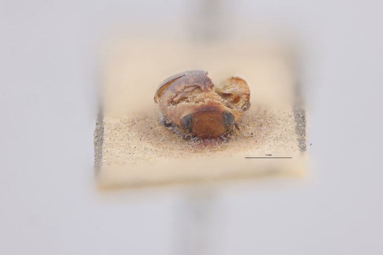 Laccophilus chelinus F Pt F.jpg