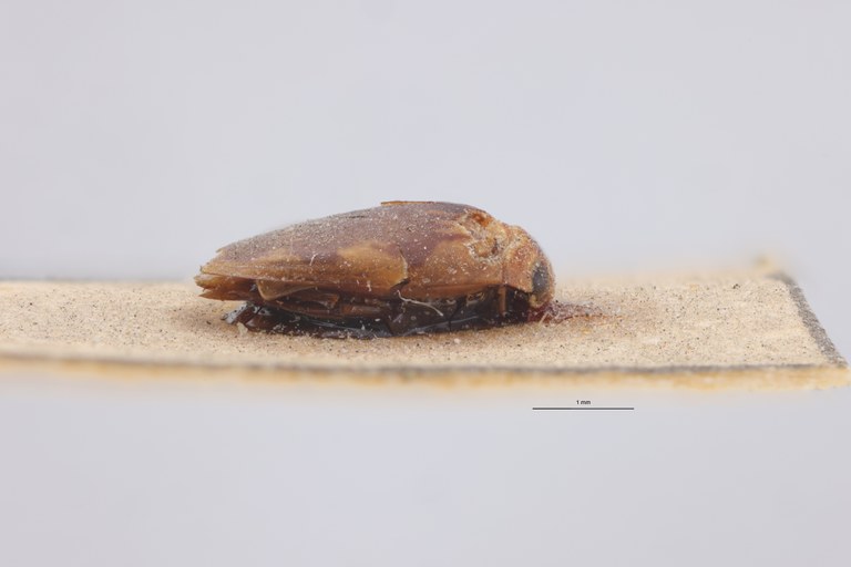 Laccophilus chelinus F Pt L.jpg