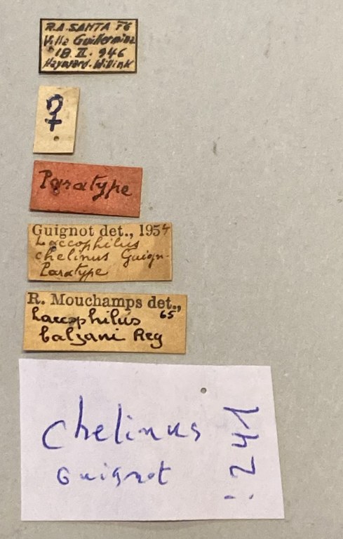 Laccophilus chelinus F Pt Labels.jpeg