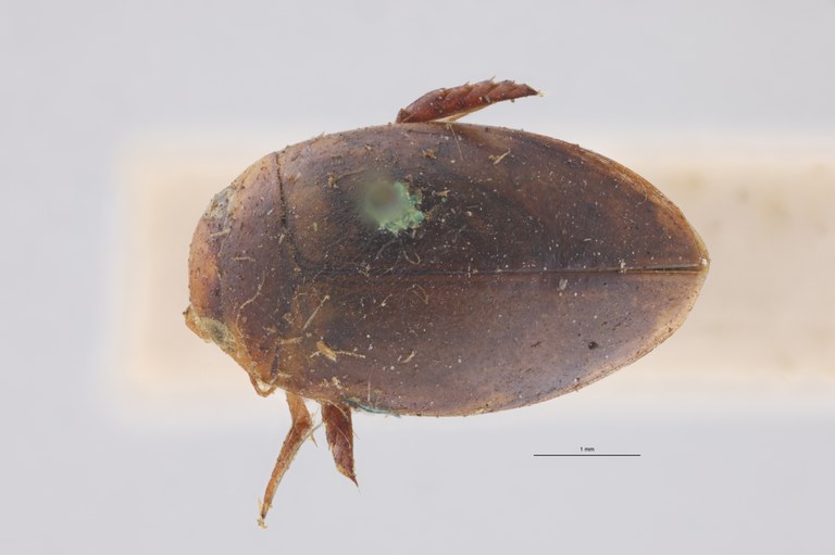 Laccophilus chilensis T D.jpg