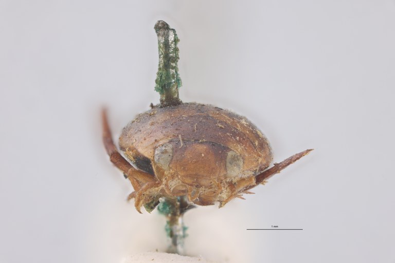 Laccophilus chilensis T F.jpg