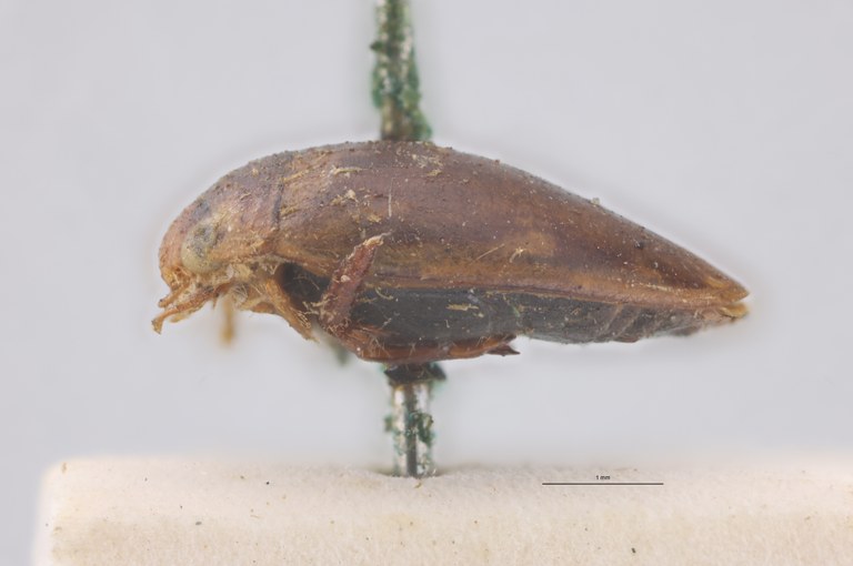 Laccophilus chilensis T L.jpg