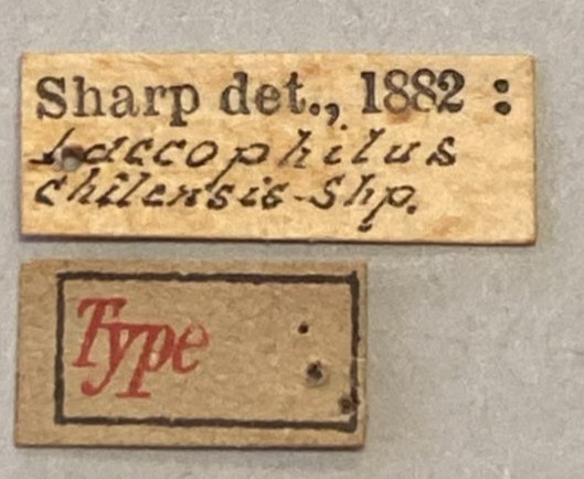 Laccophilus chilensis T Labels.jpeg