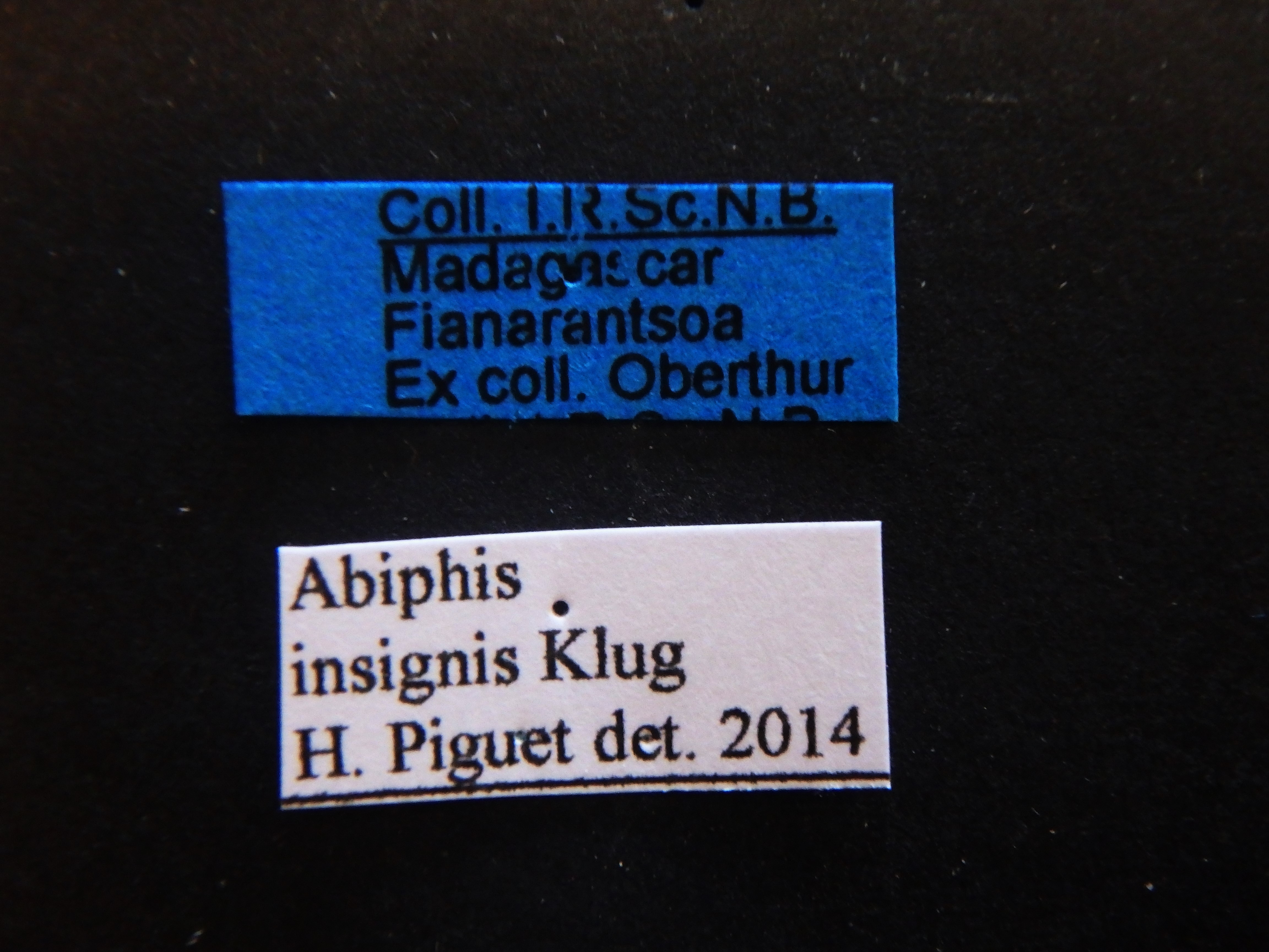 Abiphis insignis Labels.JPG