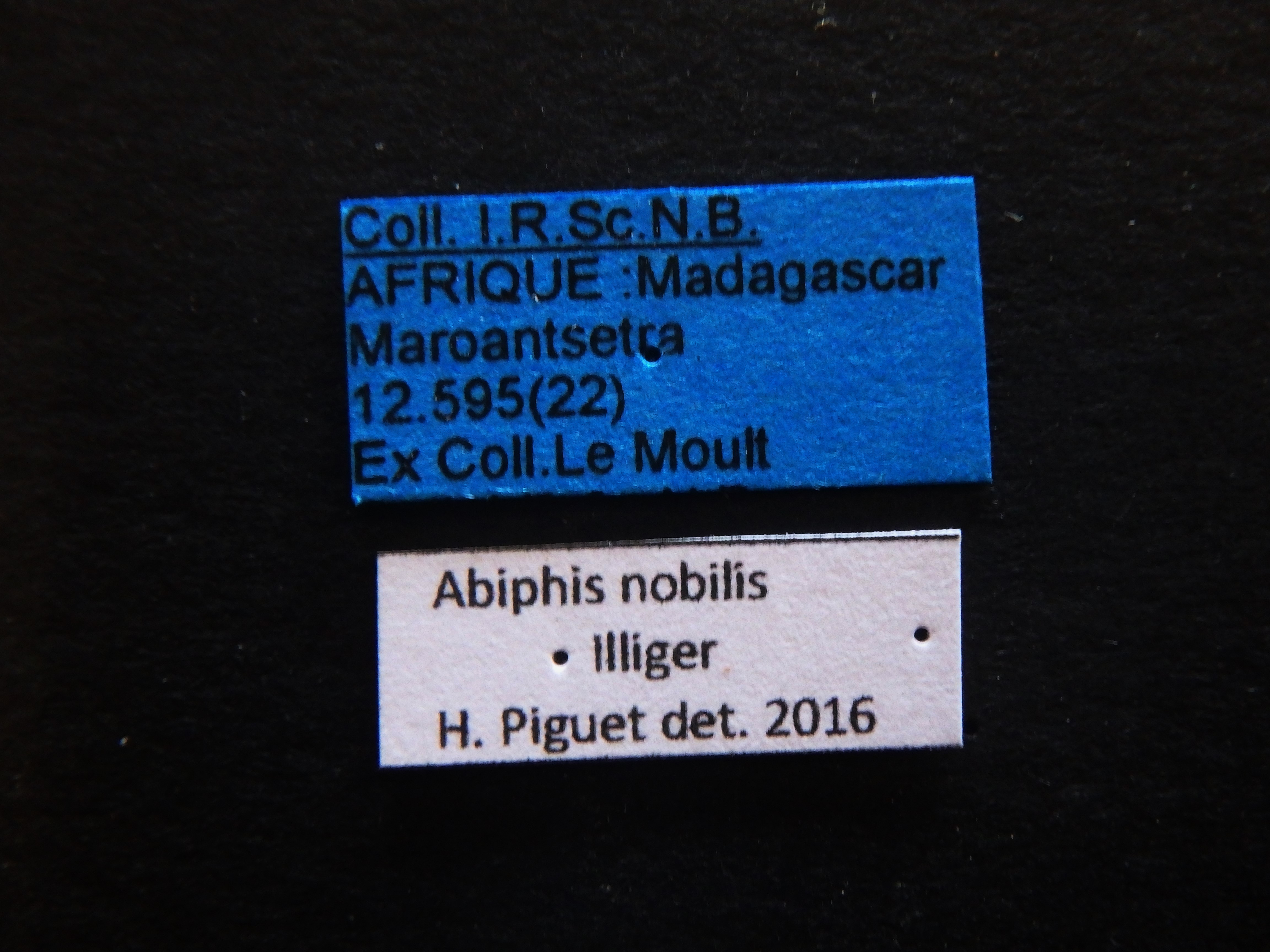 Abiphis nobilis Labels.JPG
