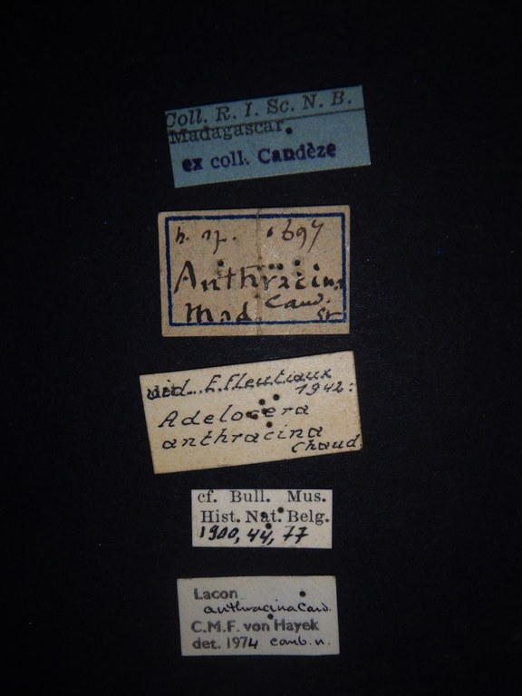 Adelocera anthracina Labels.JPG