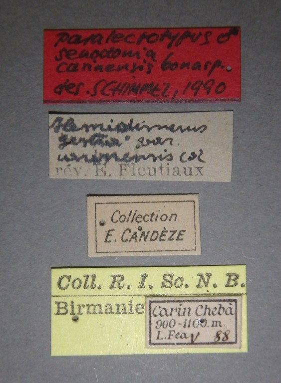 Adelocera carinensis M Plt Labels.jpg