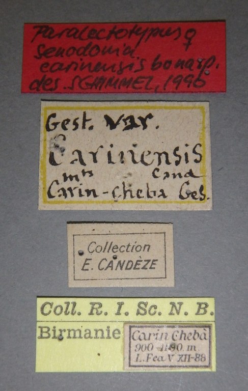 Adelocera carinensis F Plt Labels.jpg