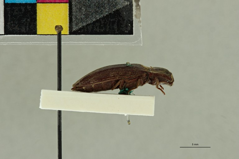 Adelocera carinensis F Plt L.jpg