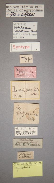 Adelocera luzonica Female Lectotype Labels.JPG