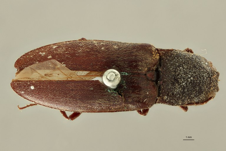 Adelocera tenebrioides D.jpg