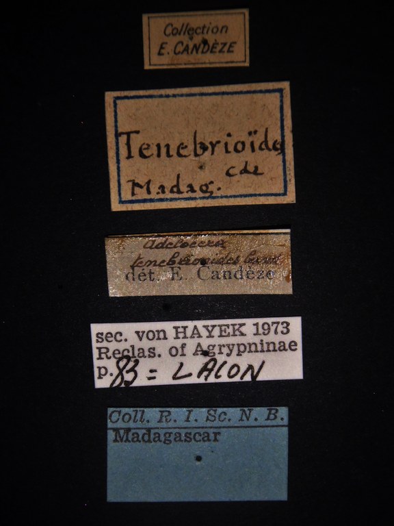 Adelocera tenebrioides Labels.JPG