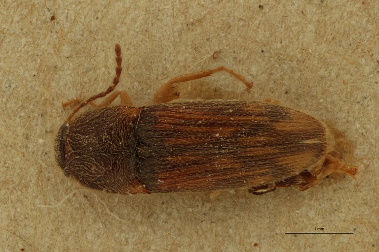 Aeoloderma australis St D.jpg