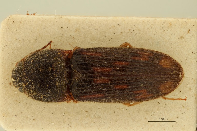 Aeoloderma backlundi Pt D.jpg